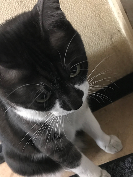 社猫ムサシ